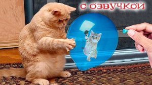 Приколы с котами с озвучкой! Смешные коты! Смешные животные 2025! funny animals!