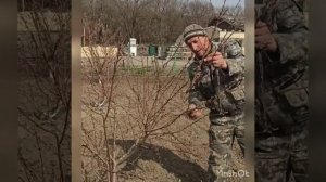 Обрезка персика 2020