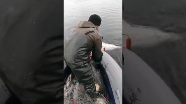 Акула в сети смотреть онлайн