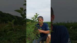 Летняя обрезка (формировка) деревьев.