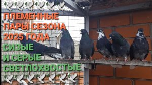 🕊🕊🕊 Племенные пары голубей сезона 2025 года. Серые и сизые светлохвостые. Николаевские голуби.