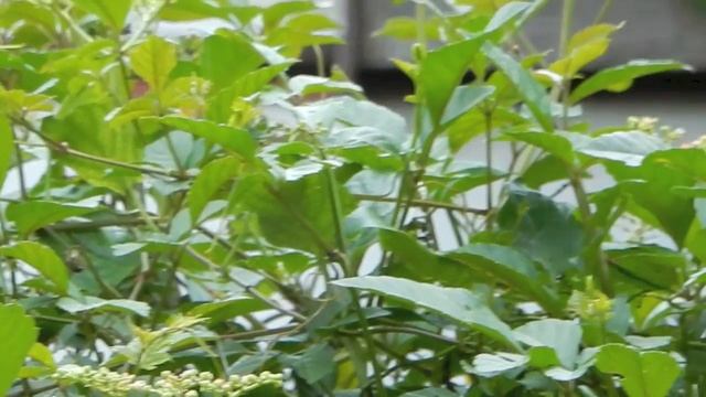 アオスジアゲハ/Graphium sarpedon 03 160909川越 смотреть онлайн