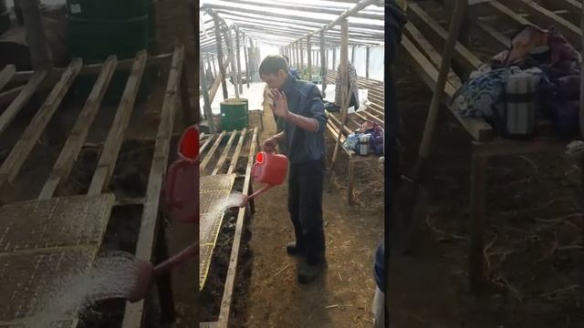 20.03.2018г. Начали сеять бел.капусту в теплицу смотреть онлайн