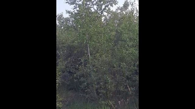 Соловей - певчая птичка небольших размеров, любовь, чистоту и талант. Смотрите далее красивые песня