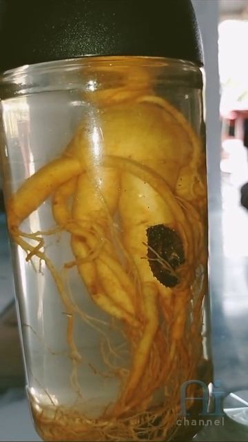 bubbles from inside Ginseng..Original Korean Ginseng.. #shorts смотреть онлайн