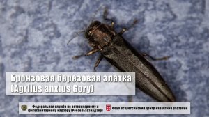 Бронзовая березовая златка (Agrilus anxius Gory)