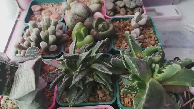 Суккуленты март 2025 смотреть онлайн