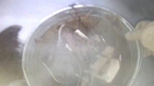 кипятим капканы, обработка капканов перед установкой..