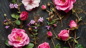 Старые добрые травяные чаи .