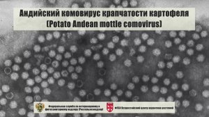 Андийский комовирус крапчатости картофеля (Potato Andean mottle comovirus)