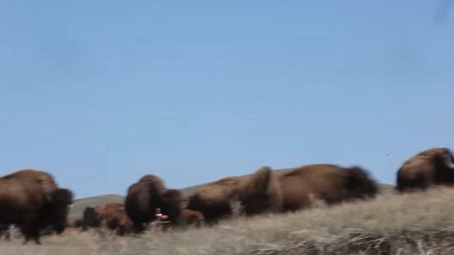777 Bison Ranch: Grazing on the Open Prairie смотреть онлайн