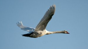 В далекие края...