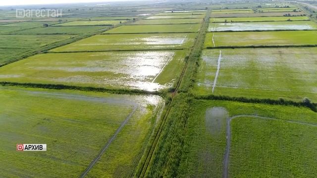 На севере Дагестана начинается сев риса смотреть онлайн