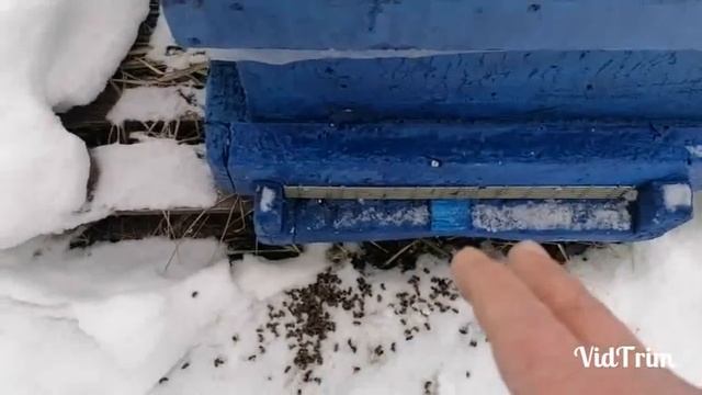 Почему летки забиты подмором? смотреть онлайн