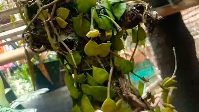 TANAMAN HOYA LACUNOSA смотреть онлайн