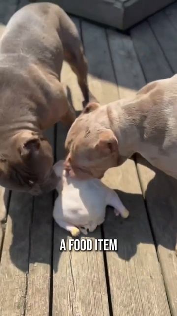 Why Is Your Dog Chewing Its Paws? Understanding Yeast Infections and Food Intolerances