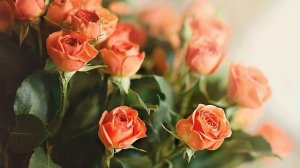 Когда не нужно лишних слов..