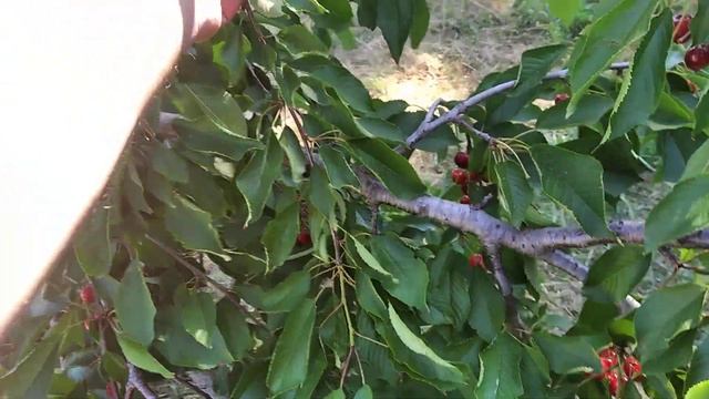 Черешня Присадибна смотреть онлайн