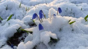 Весенний снег...