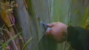 Клуб путешественников / ПОЧЕМУ ИМЕННО ДРАКОН  Ю.Сенкевич 1988 г