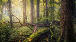 Шум дождя, Пение птиц. Звуки природы под которые хорошо отдыхать. музыка для сна,  для медитации