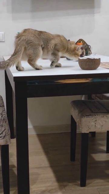 Шкода это не только машина 😂#cat #sheba смотреть онлайн