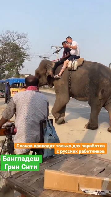 По улице слона водили… #путешествия #поехавшие #аэс #bangladesh #гринсити #путешествие #россия смотреть онлайн