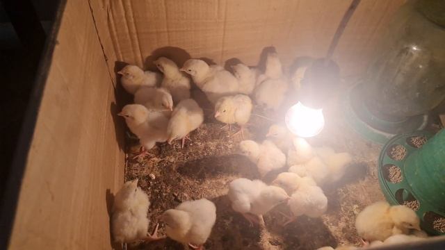 цыплята кобб 500 первый день смотреть онлайн