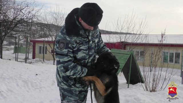 В Магадане служебная собака по кличке Беркут помогла полицейским раскрыть угон иномарки