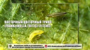 Восточный цветочный трипс (Frankliniella tritici (Fitch))