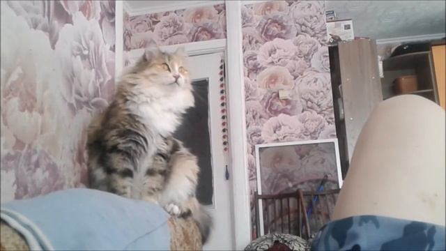 Разговор с кошкой Рыжей и котом Арсением