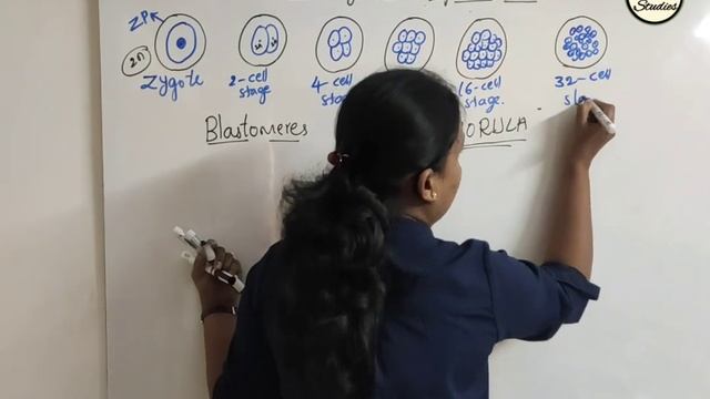 Class 12 - Human Reproduction - 15 - Cleavage and Implantation