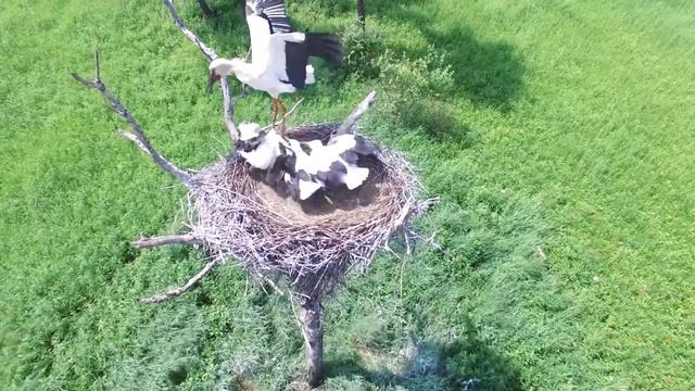 Семья дальневосточного аиста в гнезде смотреть онлайн
