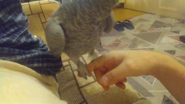 Жако Дашка пристаёт к хозяину вечером. Поглаживания, почёсывания, переворачивания, налёт на телефон смотреть онлайн