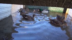 Охота с подсадной уткой . Цена путёвки . Западная Сибирь.