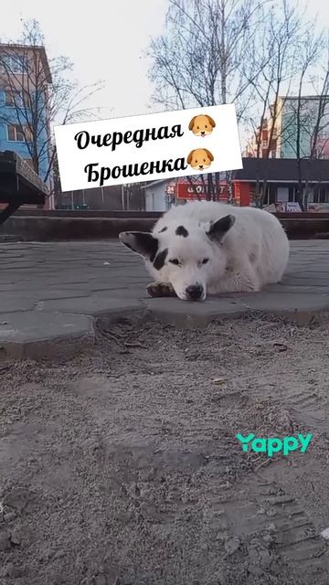 #смешнаясобака #смешныеживотные #смешныемоменты #тойтерьер #хулиганка