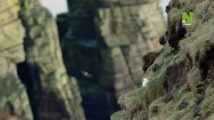 Шотландия: Дикий год 4 серия «Зима» (документальный сериал, 2021)