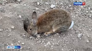 ВЕСТИ-КРЫМ «Звериные истории»: выпуск 19.03.2025