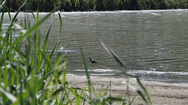 Молодой щёголь (Мария Чулова @вебму́шка) 05.05.2018 смотреть онлайн
