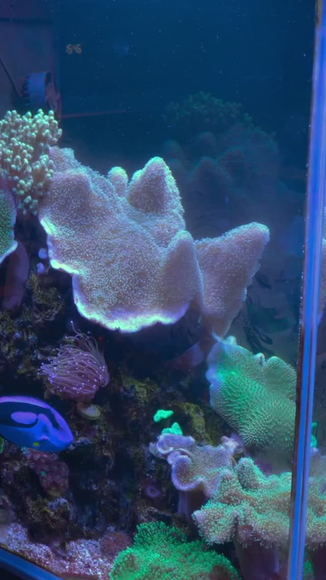 Одна креветка погибла... смотреть онлайн