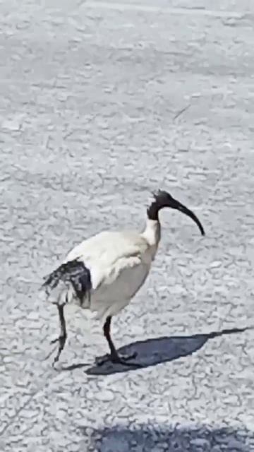 BEAUTIFUL IBIS BIRD смотреть онлайн