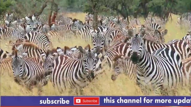 zebra | zebra life facts and secrets | animal deep life смотреть онлайн