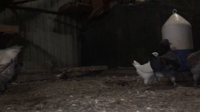 Голуби кинги KING PIGEONS 2019 смотреть онлайн