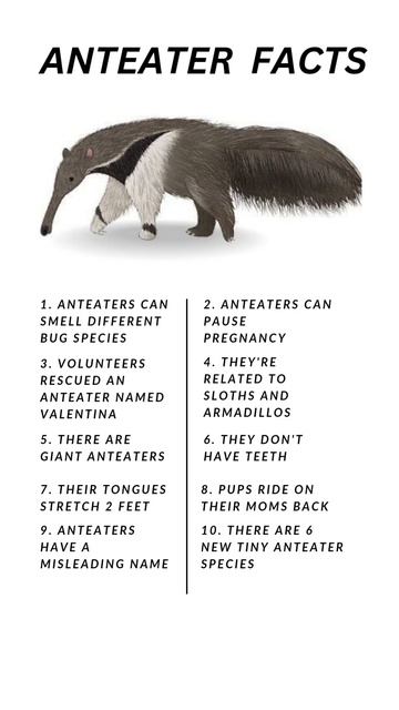 Anteater Facts #animallover #facts #animals #reels #reelsinstagram #status #trending #animalfacts смотреть онлайн