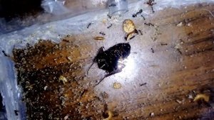 Фейдоле Енсис