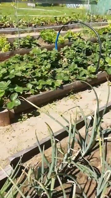 Ультразвуковой отпугиватель кротов, мышей-работает нормально.