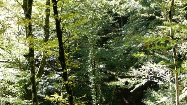 Sunny Forest part 2 - 1 Hour Video with Singing Birds Sounds for Relax & Meditation (FullHD)