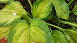 Хоста War paint...успеть насладиться весенним окрасом листьев #hosta #хоста #коллекция #сорта #весн
