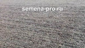 Поле озимой пшеницы сорта Кольчуга. Часть 1