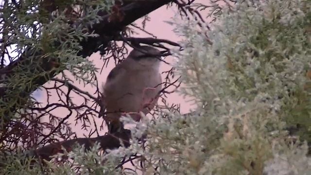 El canto de una calandria (пение белобрового пересмешника) смотреть онлайн